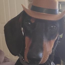 Dachshunds from Chelsie Hamm