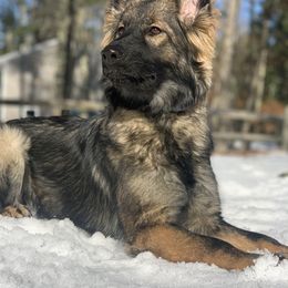 Nukka - German Shepherd