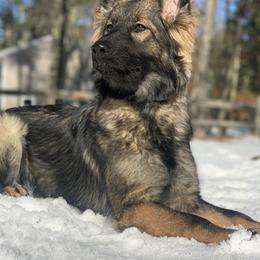 Nukka - German Shepherd