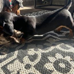 Dachshund Puppies from Dapper Dachshund
