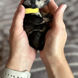 Miniature Schnauzer Puppies from Adrienne Exum