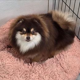 Champagne - Pomeranian