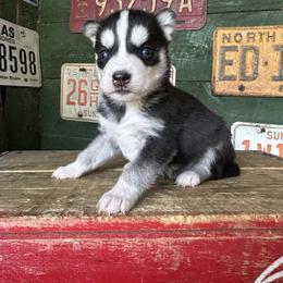 Bandit - Black and white male Siberian Husky puppy in Burnsville, North Carolina from Peterson Puppies