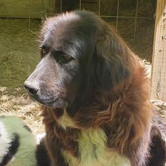 Kahleesi - Karakachan