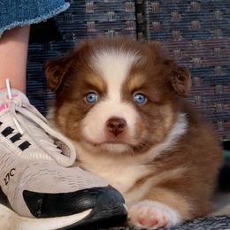 Ringo - Red tri male Miniature Australian Shepherd puppy in Goliad, Texas from Sassy Lil Aussies and Diamond W Poodles