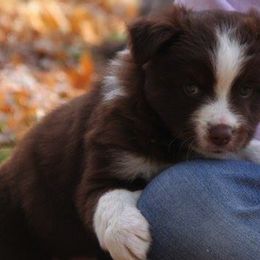 Miniature American Shepherd Puppies from Birchview Miniature American Shepherds