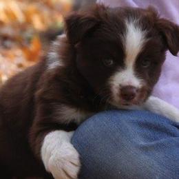 Miniature American Shepherd Puppies from Birchview Miniature American Shepherds