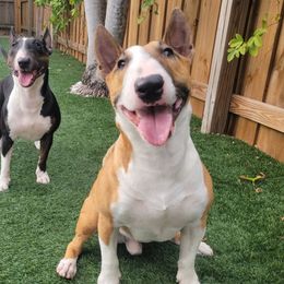 Rhino - Miniature Bull Terrier