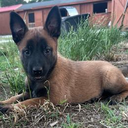 Purple - Fawn sable female Belgian Malinois puppy in Ellerbe, North Carolina from Grand Prix Kennel