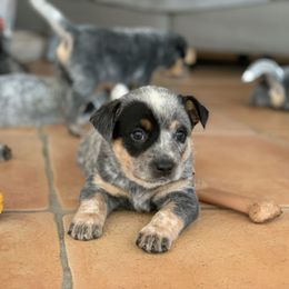 Australian Cattle Dog Puppies from Tin Roof Australian Cattle Dogs