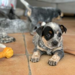 Australian Cattle Dog Puppies from Tin Roof Australian Cattle Dogs