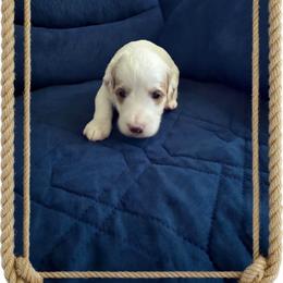 Margo - Parti female Goldendoodle puppy in Murrieta Ca, California from Gloria's Goldendoodles
