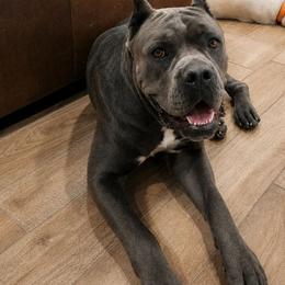 Delta - Cane Corso