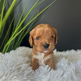Roxie - Brown female Cavapoo puppy in Gap, Pennsylvania from Coles Cavapoo’s