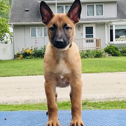 Belgian Malinois Puppies from Pyrex Kennels