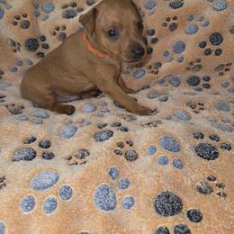 Orange collar, boy - Red male Miniature Pinscher puppy in Acworth, Georgia from Stonewood Dobermans and Min Pins