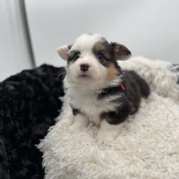 Hazel-hot pink collar - Black and tan female Pembroke Welsh Corgi puppy in Benjamin, Utah from Nuna’s  Corgis