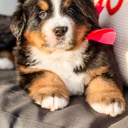 Jovie - Black rust and white female Bernese Mountain Dog puppy in Purcell, Oklahoma from Swiss Berner Bears
