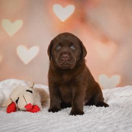 Honor - Chocolate female Labrador Retriever puppy in Archer Lodge, North Carolina from Archer Lodge Labradors