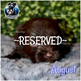 August - Reserved - Liver male Miniature Schnauzer puppy in Spruce Pine, North Carolina from Schnauzers of Blue Ridge