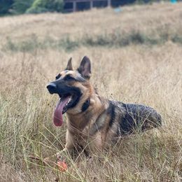 German Shepherds from J