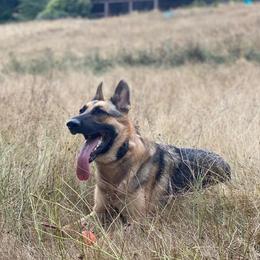 German Shepherds from J