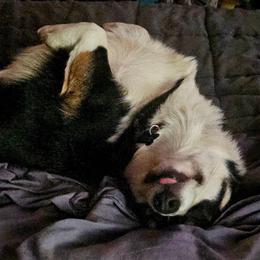 American Corgi, Cardigan Welsh Corgi, and Pembroke Welsh Corgi Puppies from Enok Corgis