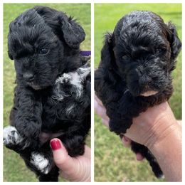 Goldendoodle Puppies from Puppy Love of Pottsboro