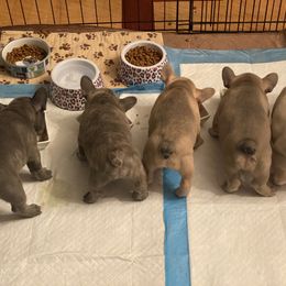 French Bulldog Puppies from Casa de Frenchie