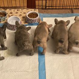French Bulldog Puppies from Casa de Frenchie