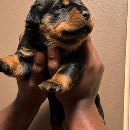 No collar - Black and mahogany female Rottweiler puppy in Beebe, Arkansas from Rottweilers Vom Haus Forte