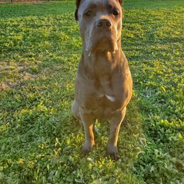 Cane Corso Puppies from True Love Cane Corso