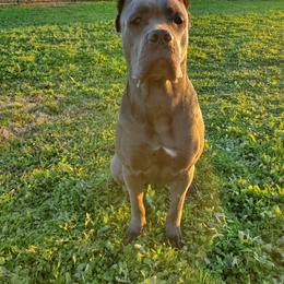 Cane Corso Puppies from True Love Cane Corso