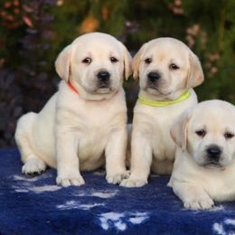 Labrador Retriever Puppies from OC Labradors