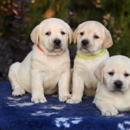 Labrador Retriever Puppies from OC Labradors