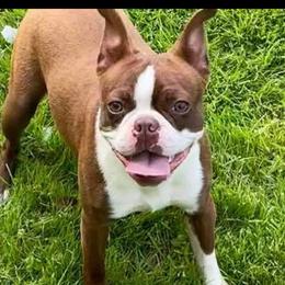 Cocoa - Boston Terrier