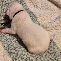 White - White female Boxer puppy in Gloucester, Virginia from Keen Boxers