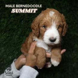 Summit (Black Collar) - Yellow and white male Bernedoodle puppy in Palmetto Bay, Florida from SOMIDOODLES