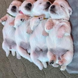 West Highland White Terrier Puppies from SunPeak West Highland White Terriers