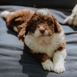 Aussiedoodle Puppies from Aunt Mae’s Doodles