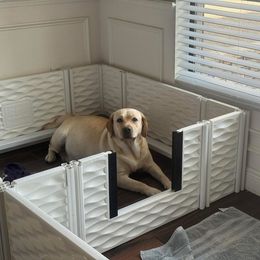 Nora - Labrador Retriever