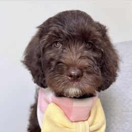 Aretha - Chocolate female Australian Labradoodle puppy in Arden, North Carolina from Kismet Labradoodles