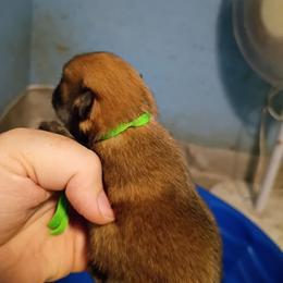 Green collar boy - Orange sable male Pomeranian puppy in Parthenon, Arkansas from Michelle's Poms