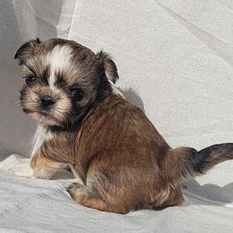 Red - Black male Shih Tzu puppy in Willard, Utah from Shih-tzu Queen
