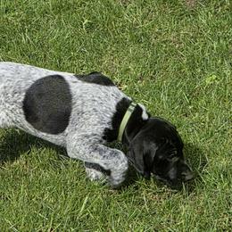 Lt Green collar - Black roan male German Shorthaired Pointer puppy in Tumwater, Washington from Mike's German Shorthaired Pointers