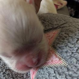 Jenny - Cream female Lhasa Apso puppy in Fort Worth, Texas from Cynthia's Lhasa Apsos