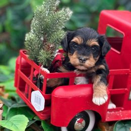 Santa - Black and tan male Havanese puppy in Bowling Green, Kentucky from Denise Clark