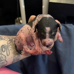 Yahtzee - White and black female Xoloitzcuintli puppy in Manitowoc, Wisconsin from Wonderland Kennel