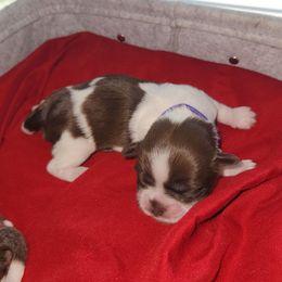 Dark Purple Collar - Liver and white Shih Tzu puppy in New Bern, North Carolina from Kuddly Creatures