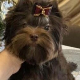 Godiva - Yorkshire Terrier